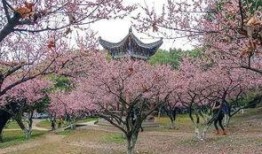 武汉梅园最新爆料,探寻古韵新颜的园林魅力